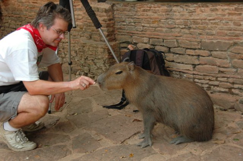 Indiana Bones in Peru: CAPYBARA Blood Bait | Pawcurious Vet Blog: With ...