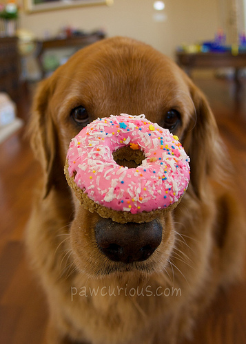 Doggie Donuts