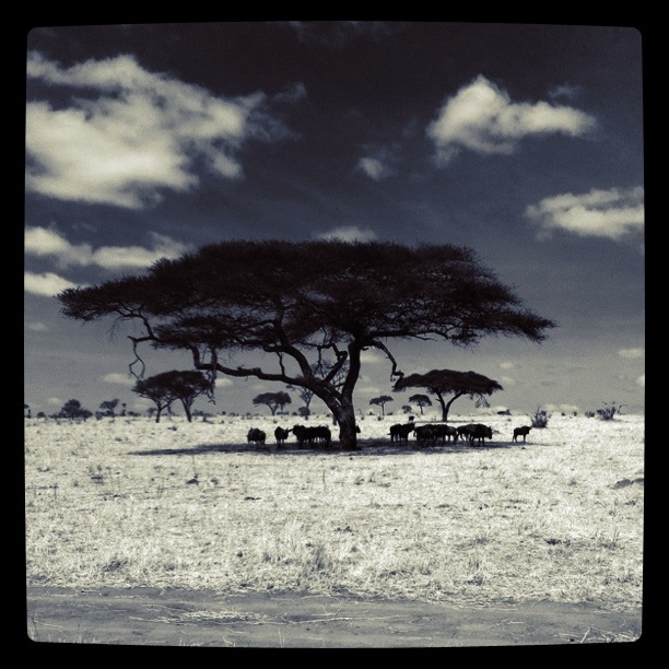 Under a shady acacia