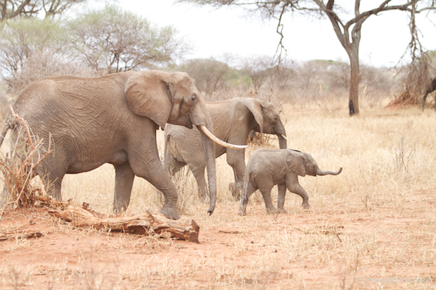Elephant Big 5