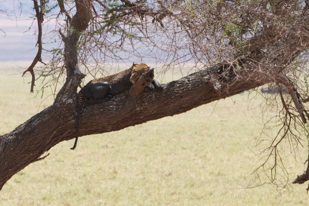 Big 5 leopard