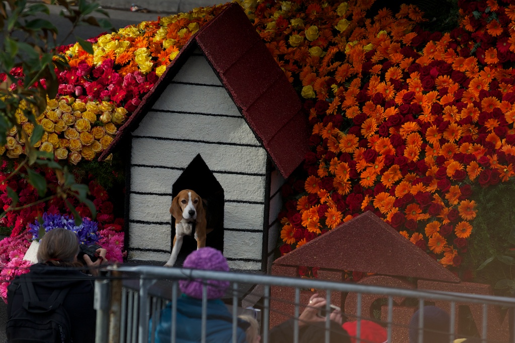 Who let the dog out?