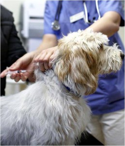 Vaccinations for Your Dog: A Complex Issue, by Nancy Kay, DVM