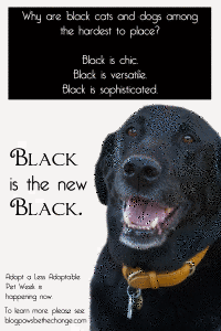 Adopt a Seriously Adoptable Pet: Black Dog Syndrome