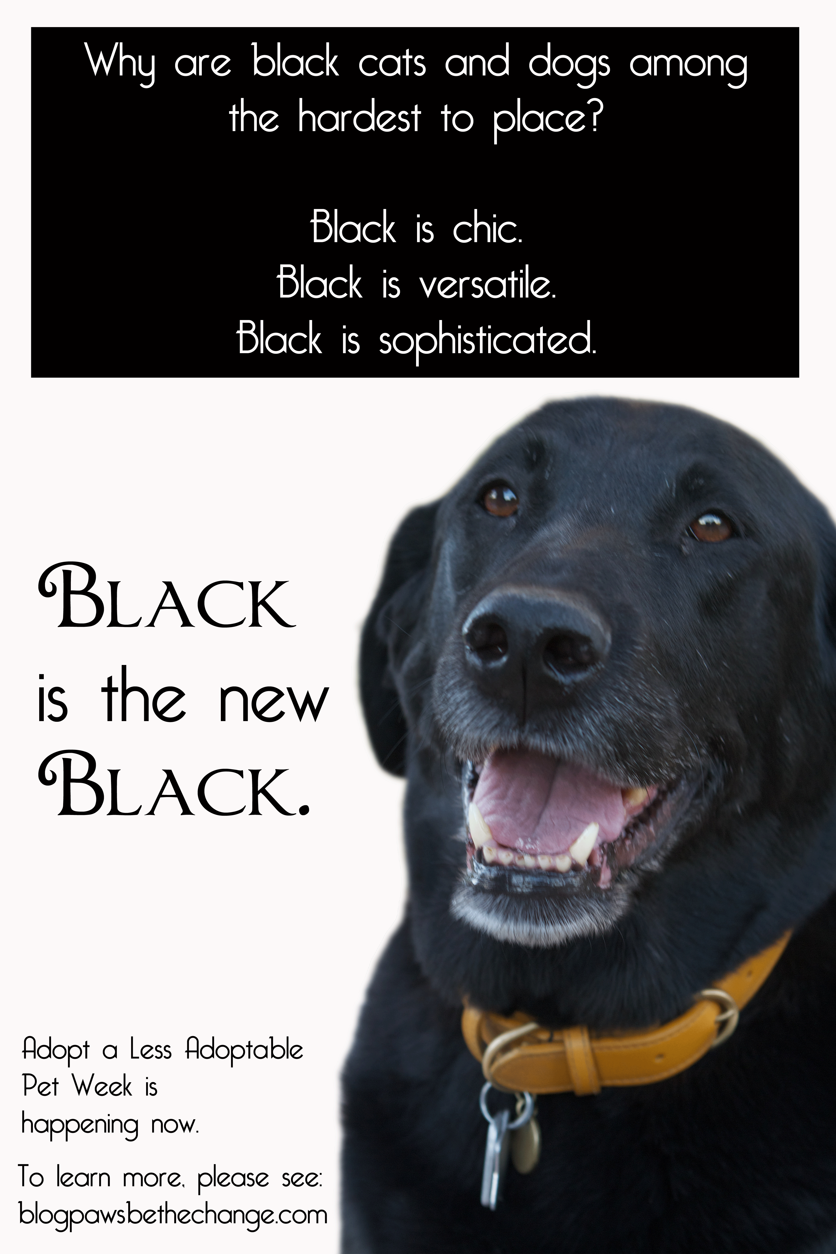 Adopt a Seriously Adoptable Pet Black Dog Syndrome  