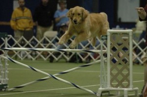 What is agility? And can any dog really play?