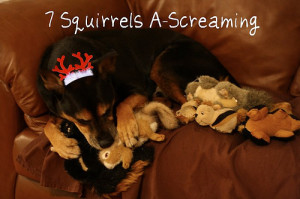 On the seventh day of Petmas (pm)