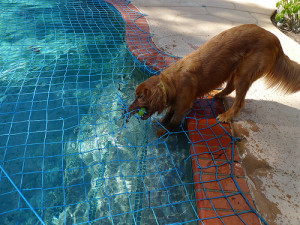 Brody vs Pool