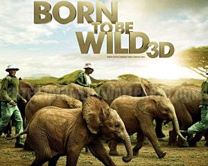 Born to Be Wild: finally getting a movie right!