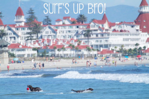 Off the Grid: Surf Dog Kills It