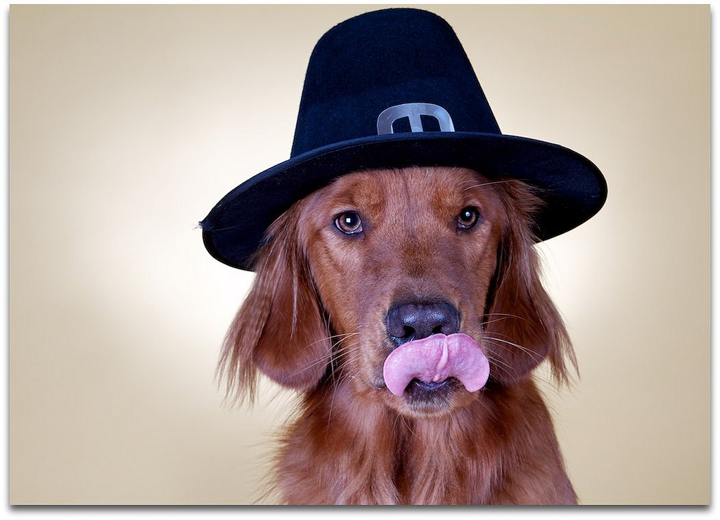 A dog wearing a silly hat