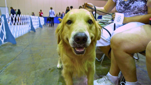 Bad Santa: Or, how I blew a dog’s chance at the National Obedience Title