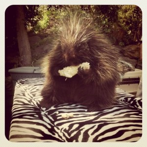 Happy moments from the week: Porcupine edition