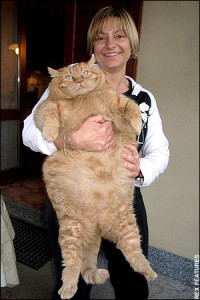 Hey Internet: Normal Sized Cats are Cute Too