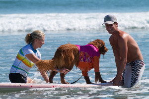 Surf Dog Take 2: NO ONE KILL THE POWER AGAIN OK?