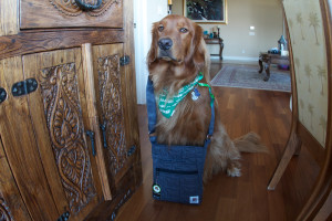 Super Special Thursday Giveaway: Canine Cool Hipster VIP Red Carpet Bag!