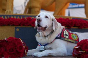 The 2013 Rose Parade in Pictures