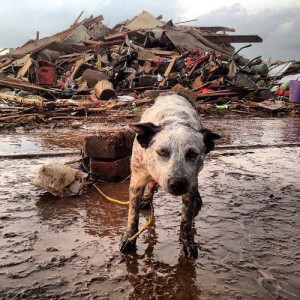 Helping Animals in Moore