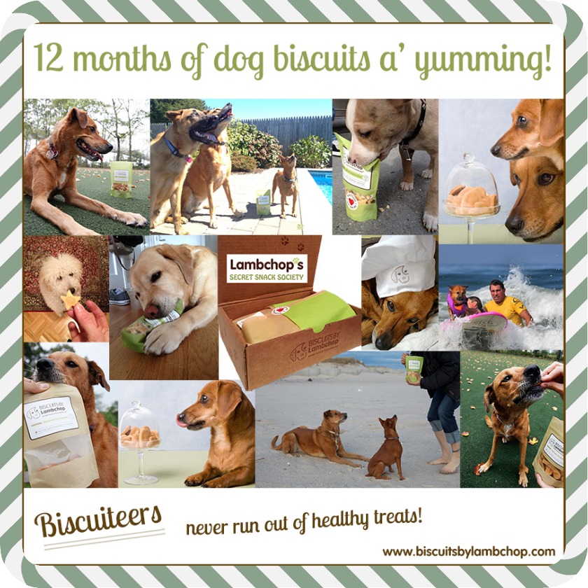 12-months-of-dog-biscuits