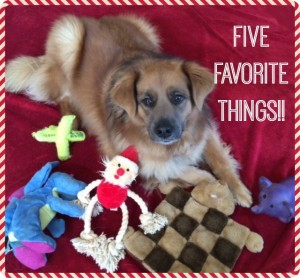 On the fifth day of Petmas (sing it now)