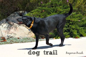 Dog Trail: Poetry, sheer poetry
