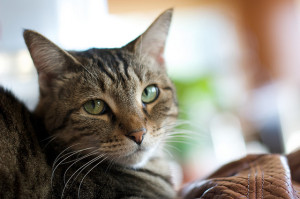 Do we need pet care advocates?