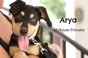 Arya of House Potcake
