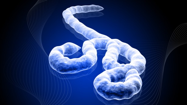fotos-virus-ebola