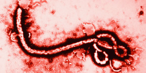 I do not have Ebola (I think)