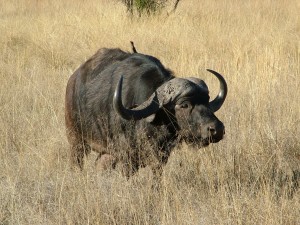 African_Buffalo