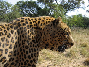 Leopard-Kruger-SouthAfrica-2005