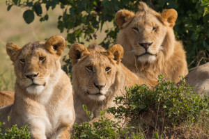 Family picture of three lions. Taken in Masai Mara national park, southwest Kenya.
