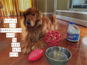 One Basic Household Item You Need if You Have a Pet