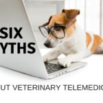 6 Myths About Veterinary Telemedicine We Need to Get Over