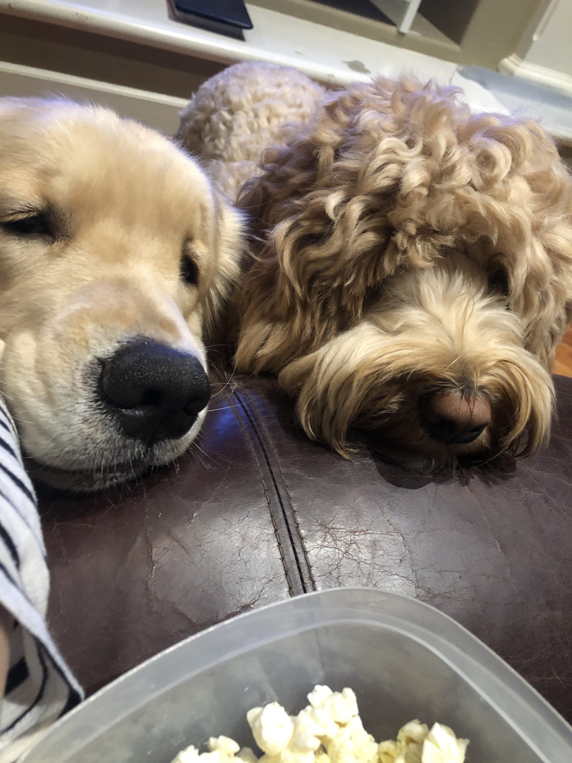 begging dogs
